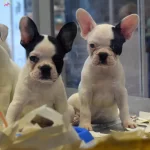 Uretim Ciftligindenirk Ve Saglık Garantili French Bulldog