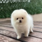 Sevimli Pomeranian Boo Yavrular