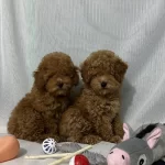 Kore Kan Toy Poodle Yavrular