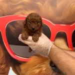Gercek Dark Red Browne Toy Poodle Bebeklerimiz