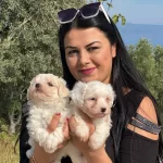 0numara Maltese Yavrularm