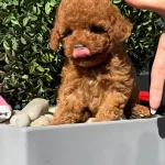 Muhtesem Kalitede Poodle Bebekler