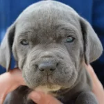 Safkan Blue Cane Corsolar