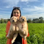 Baby Face Golden Retriever Yavrularımız