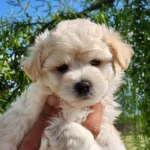 Baby Face Maltipoo Yavrular