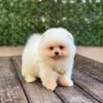 Oyuncu Pomeranian Boo Yavrular