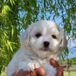 Numara Maltese Terrier Bebekler