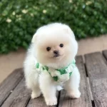 Pomeranian Boo Yavrular