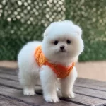 A Kalite Pomeranian Boo