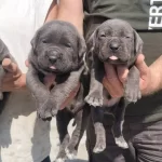 Iri Kafa Cane Corso Bebekler
