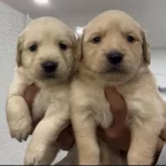 Bebek Surat Golden Bebekler