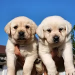 A Kalite Labrador Bebekleri