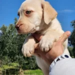 Safkan Labrador Bebekleri