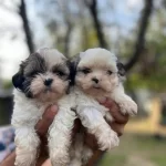 Mini Boy Shih Tzu Yavrularımız