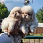 Aslan Kurklu Minik Pekinez Bebekleri