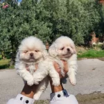 Mini Boy Pekinez Bebekler
