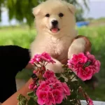 A Kalite Samoyed Bebeklerimiz