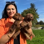 Safkan Toy Poodle Yavrularım