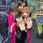 Safkan Beagle Yavrularımız