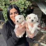 Safkan Maltese Terrier Yavrularımiz
