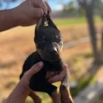 Muhtesem Kan Hattı Doberman Yavrular