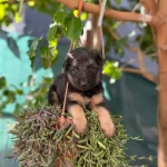 Dusuk Bel A Kalite Alman Kurdu Bebekler