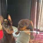 King Iri Gogus Doberman Yavrular