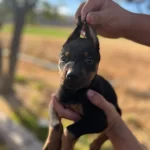 Muhtesem Anne Babanin Bebekleri Iri Gogus Doberman Yavrular