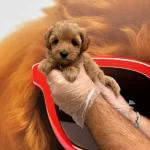 Oyuncak Surat Maltipoo Yavrularımiz