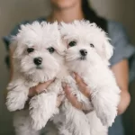 Beyaz Meleklerimiz Yuvasını Arıyor