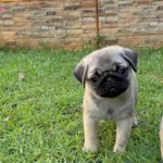 Iri Yapili Pug Bebekler