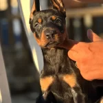 Mukemmel Yapılı Doberman Yavrular