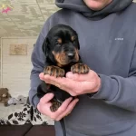 Ev Ortaminda Dogum Yapan Anne Baba Ya Ait Uygun