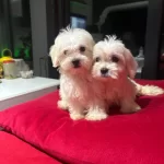 Orjinal Miniboy Kore Maltes Terrier Bebekler