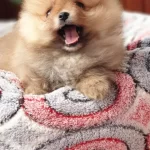 Secere Belgeli Pomeranian Boo