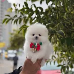 Pomeranian Uretim Ciftiginden