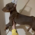 Zerafet Ve Asalet King Dobermanlarss