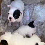 Beyaz Meleklerimiz Yuvasını Arıyor