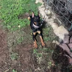 Estetikli Uysal Doberman Yavruları