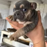 A Kalite Ev Ortaminda Buyumus French Yavrular