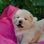 Chow Chow Bebeklerimiz