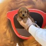 Orjinal Maltipoo Bebeklerimiz