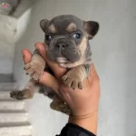 Kaliteli Safkan French Bulldog Yavruları
