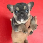 Sağlıklı Safkan French Bulldog Yavruları
