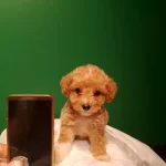 Uretim Ciftliginden Irk Ve Saglık Garantili Mini Maltipoo