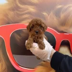 Red Browne Orjinal Toy Poodle Yavrularımiz