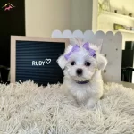 Düzgün Aileler Iletişim E Geçerse Seviniriz Safkan Uygun