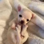 Evraklı Saglıklı Mini Boy Sivava Bebekleri