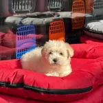 Maltipo Cinsi Güzellerimiz