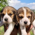 Harika Maske Beagle Bebekler